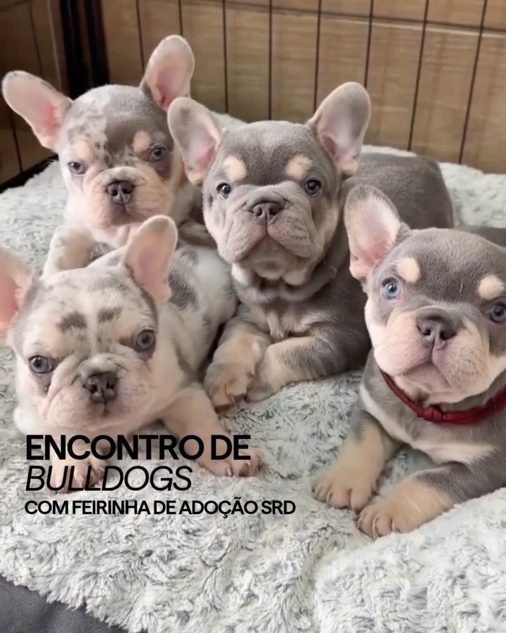 Encontro de Bulldogs com Feirinha de Adoção SRD