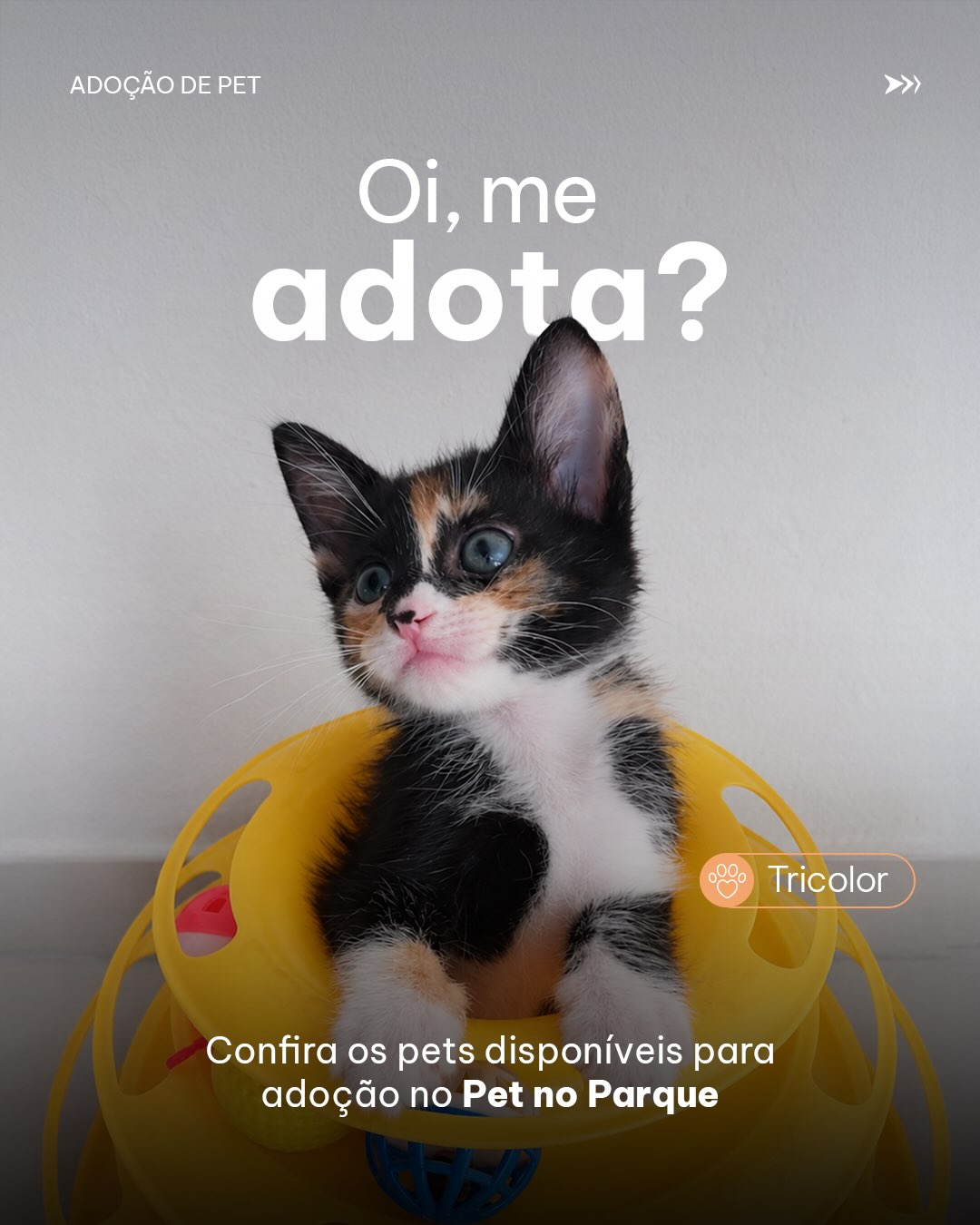 Pet no Parque