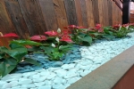 Foto 37