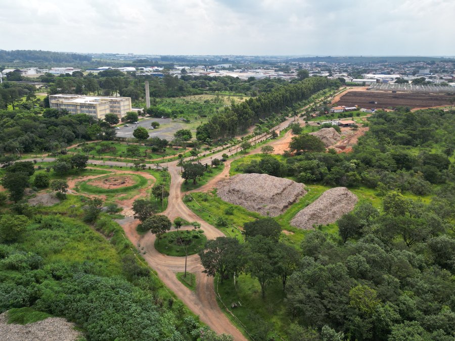 Transplante de oito árvores abre caminho para obras na alça de acesso do Jardim do Trevo